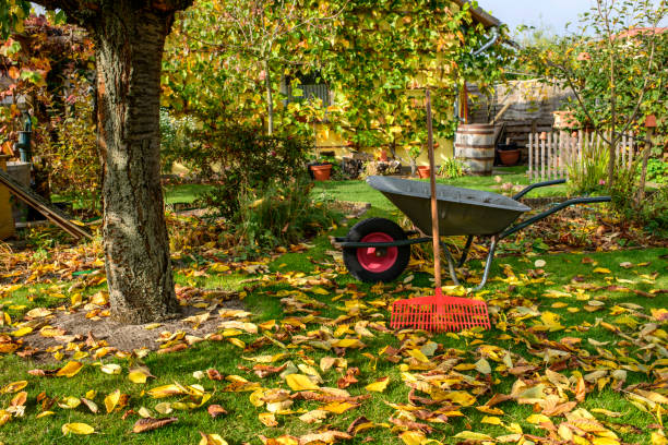 Autumn leaf cleanup